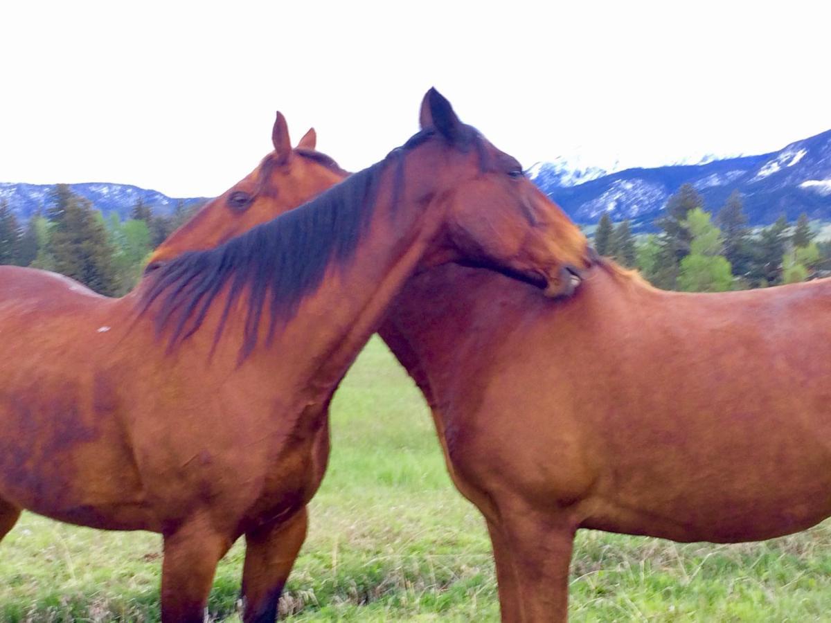 Pine Creek Cabin Livingston Montana Εξωτερικό φωτογραφία